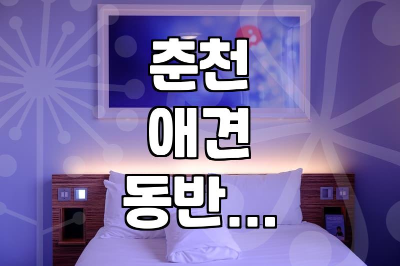 춘천 애견 동반 숙소, ‘넘버25남춘천’ 실제 경험담과 솔직 후기