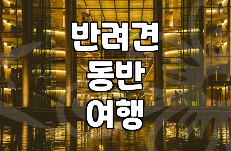 강원도 반려견 동반 숙소 찾을 때 미리 체크해야 할 현실적인 부분들